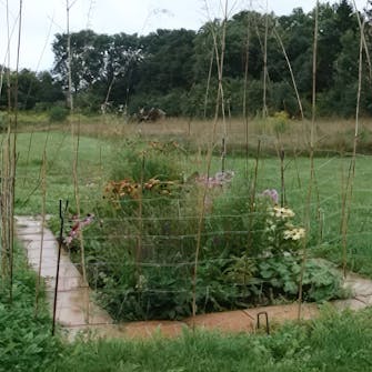 perennapenkki kauriit perennapenkki kauriit